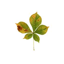 Horse Chestnut Leaf Gicl??e Print Limited Edition Botanical Watercolor - thumbnail 1