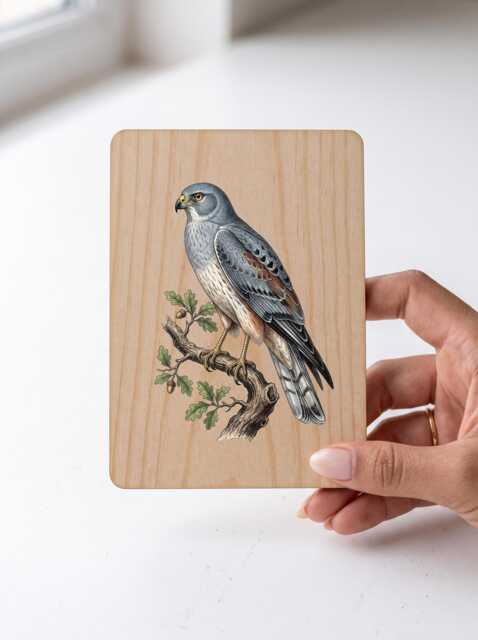 Montagu's Harrier Art Print - Vintage Rare British Bird Of Prey Pine Wooden Postcard Wall - image 1