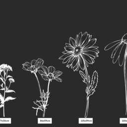 Large Hand-Drawn Wildflower Wall Decals - British Botanical Vinyl Stickers For Hallways, Bedrooms & Living Spaces - thumbnail 3