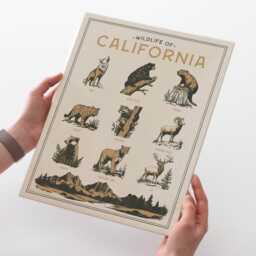 California Wildlife Wall Art Print - Vintage Poster Design, Archival Quality Matte Fine Art Print. Outdoor, Wilderness Gift. Animal - thumbnail 3