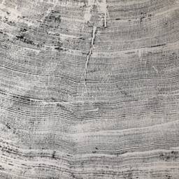 Large Sitka Spruce Tree Ring Woodcut Print Oregon Coast Wall Art - 52x60 Inches - thumbnail 4