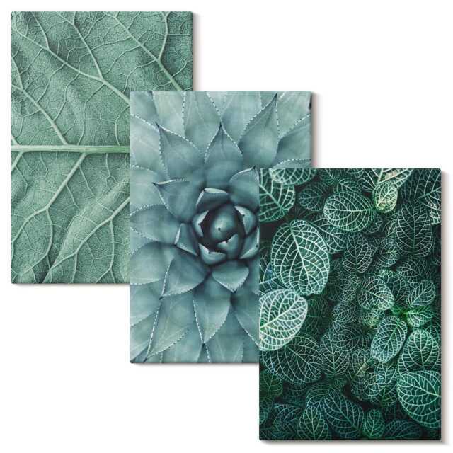 Canvas Wall Art Set Of 3 - Close-Ups Succulent Plants & Leaves, Green Print, Flowers Decor - image 1