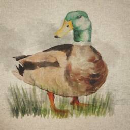 Linen - Cushion Cover With Mallard Duck Clp003-Cush - thumbnail 3