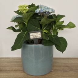 Thank You Plant Gift Marker Slate Label Tag By Little Jenny Wren - thumbnail 4