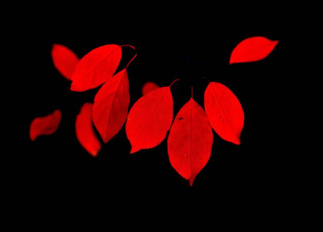 Red Digital Photography, Nature Wall Art, Leaf Fall Foliage Decor - image 1