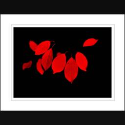 Red Digital Photography, Nature Wall Art, Leaf Fall Foliage Decor - thumbnail 2