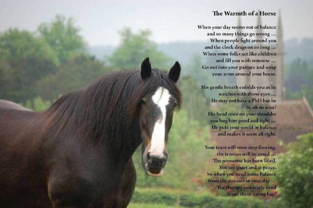 Horse Print, Horse Lover Gift, Owner Present, Christmas Theme Gifts, Art, Decor - image 1