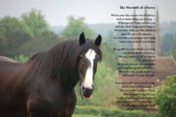 Horse Print, Horse Lover Gift, Owner Present, Christmas Theme Gifts, Art, Decor - thumbnail 1