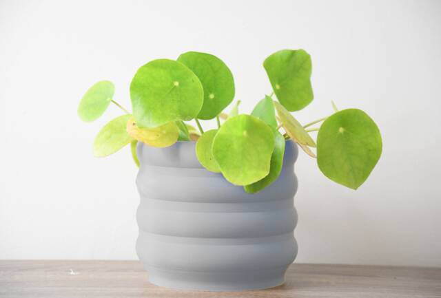 "Bubbly Planter With Drainage & Saucer in Gray, Unique 3D-Printed Plant Pot, Small To Large Sizes 4"" 5"" 6"" 7"" 8" - image 1