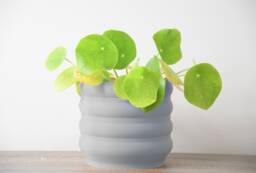 "Bubbly Planter With Drainage & Saucer in Gray, Unique 3D-Printed Plant Pot, Small To Large Sizes 4"" 5"" 6"" 7"" 8"