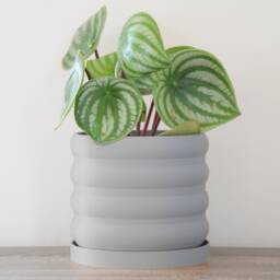 "Bubbly Planter With Drainage & Saucer in Gray, Unique 3D-Printed Plant Pot, Small To Large Sizes 4"" 5"" 6"" 7"" 8" - thumbnail 3