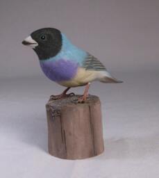 Gouldian Finch - Teal-Back Hand Carved Wooden Bird