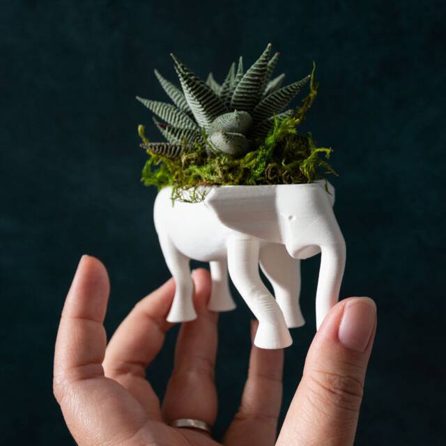 Small Elephant Succulent Planter, Gift Box, Haworthia - image 1