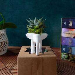 Small Elephant Succulent Planter, Gift Box, Haworthia - thumbnail 3