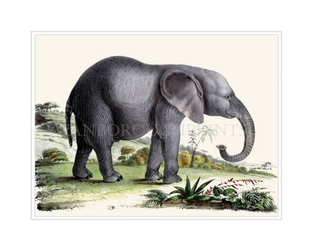 African Elephant Print, Gicl??e Nursery Wall Art - image 1