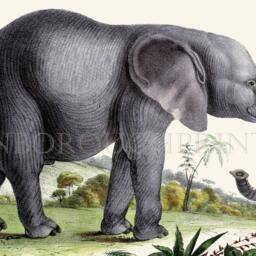 African Elephant Print, Gicl??e Nursery Wall Art - thumbnail 3