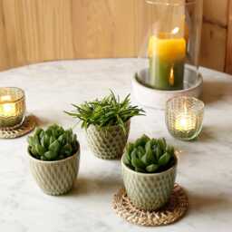 Mini Olive Green Patterned Plant Pot - thumbnail 3