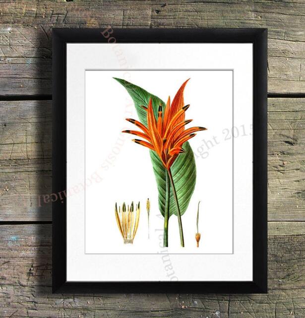 Heliconia Flower Art Print, Vintage Botanical Illustration, Tropical Decor - 8x10 - image 1