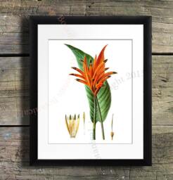 Heliconia Flower Art Print, Vintage Botanical Illustration, Tropical Decor - 8x10 - thumbnail 1