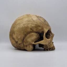 Baphomet Skull . Plaster Of Paris Life Size Human Replica - thumbnail 4