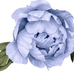 Blue Peony #12 Leaves Removable Wall Decal Individual Blooming Peonies Baby Girl Room Nursery Decor - Customize Your Own Sticker Set - thumbnail 4