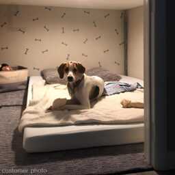 Dog Bone Wall Decals . Removable Stickers For Pet Shops Grooming Decals, Vet Gifts Room D??cor Peel & Stick Ap0054Nf - thumbnail 2