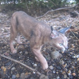 Elaborate Caracal Figurine - thumbnail 4