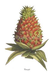 Pineapple Fruit Print Ananas Comosus Kitchen Decor, Giclee Fine Wall Art - thumbnail 1