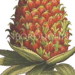 Pineapple Fruit Print Ananas Comosus Kitchen Decor, Giclee Fine Wall Art - thumbnail 3