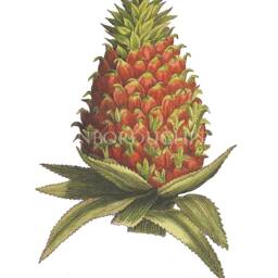 Pineapple Fruit Print Ananas Comosus Kitchen Decor, Giclee Fine Wall Art - thumbnail 2