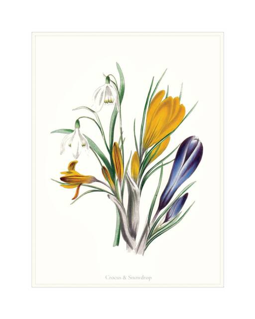 Spring Crocus Snowdrop Flower Art Print Yellow, White, Violet Blue Botanical Wall - image 1