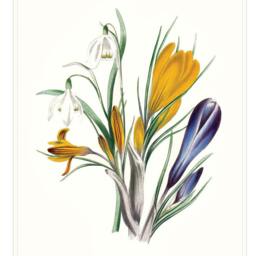 Spring Crocus Snowdrop Flower Art Print Yellow, White, Violet Blue Botanical Wall - thumbnail 2