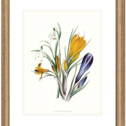 Spring Crocus Snowdrop Flower Art Print Yellow, White, Violet Blue Botanical Wall - thumbnail 4