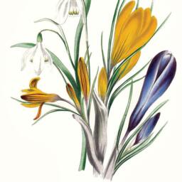 Spring Crocus Snowdrop Flower Art Print Yellow, White, Violet Blue Botanical Wall - thumbnail 3