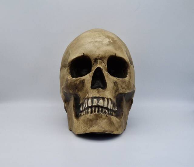 Human Skull Replica With Attached Jaw . Realistic Plaster Of Paris Life Size Human Replica - image 1