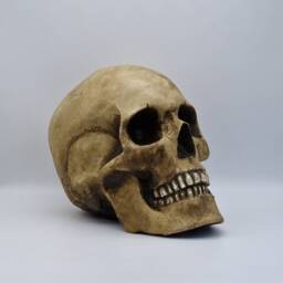 Human Skull Replica With Attached Jaw . Realistic Plaster Of Paris Life Size Human Replica - thumbnail 3