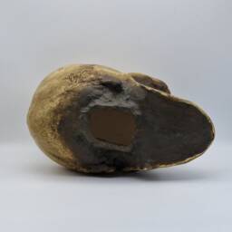 Human Skull Replica With Attached Jaw . Realistic Plaster Of Paris Life Size Human Replica - thumbnail 4