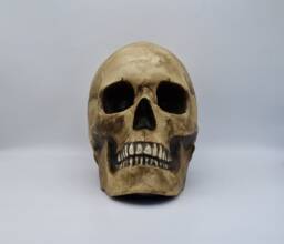 Human Skull Replica With Attached Jaw . Realistic Plaster Of Paris Life Size Human Replica - thumbnail 1