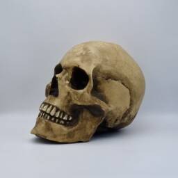 Human Skull Replica With Attached Jaw . Realistic Plaster Of Paris Life Size Human Replica - thumbnail 2