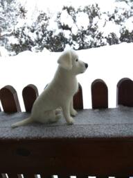 Needle Felted White Labrador Sculpture, Realistic Dog Memorial Gift - thumbnail 1