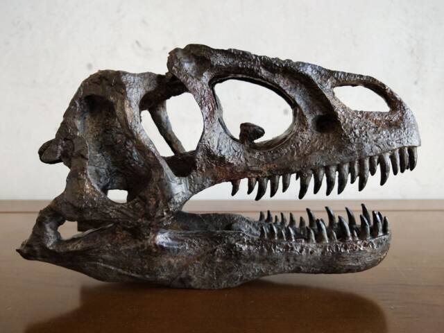 17cm???dinosaur Model/Allosaurus Skull Small Model Ytl-B001 - image 1