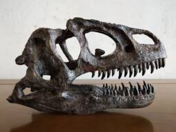 17cm???dinosaur Model/Allosaurus Skull Small Model Ytl-B001 - thumbnail 1