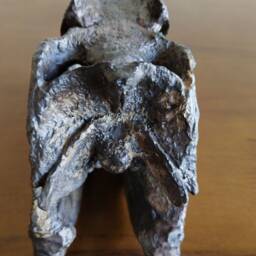 17cm???dinosaur Model/Allosaurus Skull Small Model Ytl-B001 - thumbnail 3