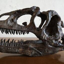 17cm???dinosaur Model/Allosaurus Skull Small Model Ytl-B001 - thumbnail 2