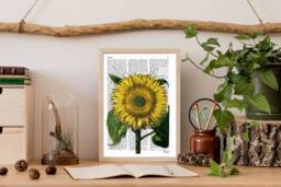 Sunflower Art Print Botanical Illustration On Upcycled Book Page - thumbnail 1
