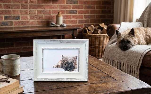 Cairn Terrier Print 17x12cm - White Rustic Frame - Small Breed Wall Art, Gift For Owners - image 1