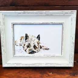 Cairn Terrier Print 17x12cm - White Rustic Frame - Small Breed Wall Art, Gift For Owners - thumbnail 2