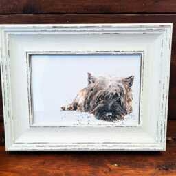 Cairn Terrier Print 17x12cm - White Rustic Frame - Small Breed Wall Art, Gift For Owners - thumbnail 3