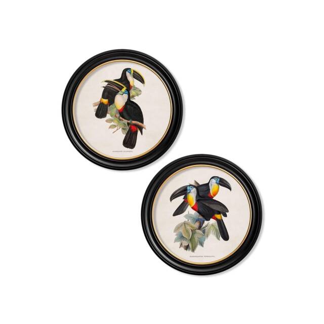 Vintage Toucan Circle Prints // Round Frames Set Of 2 Or Individual C.1848 Toucans - image 1