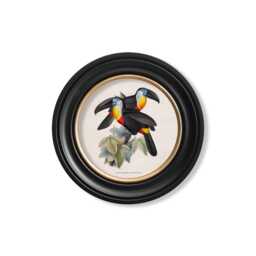 Vintage Toucan Circle Prints // Round Frames Set Of 2 Or Individual C.1848 Toucans - thumbnail 3